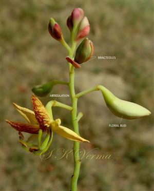  Inflorescence
